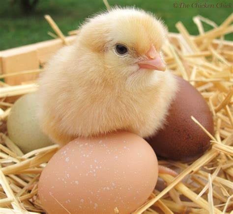 Analyzing the Disturbing Omen of Baby Chicks in Dreams