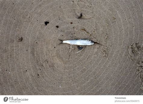 Decoding the Significance of a Vision Portraying a Stranded Fish on the Shore