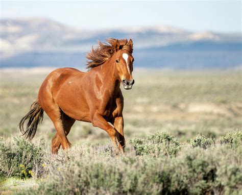 Dreaming of Freedom: The Mythical Beauty of the Majestic Wild Mustang