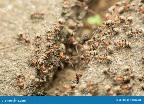 Exploring the Psychological Analysis of Swarming Ant Dreams