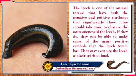 Exploring the Psychological Significance of Leeches in Dream Imagery