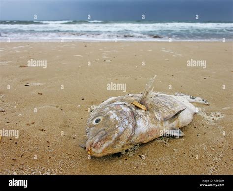 Exploring the Significance of Fish Stranded on the Beach in Psychological Analysis of Dreams