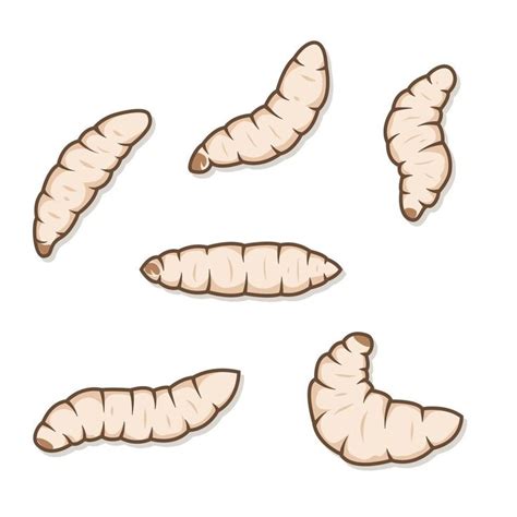 Maggots as Symbols of Metamorphosis