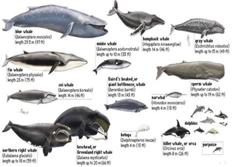 Navigating the Lively Realm of Aquatic Mammals: