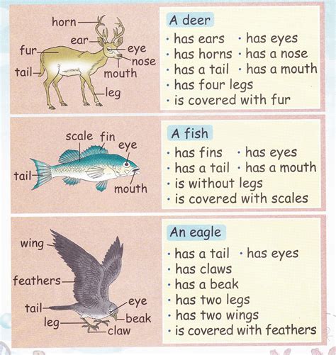 Physical Characteristics of Miah: