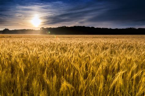 The Allure of Wheat Fields in Landscape Photography