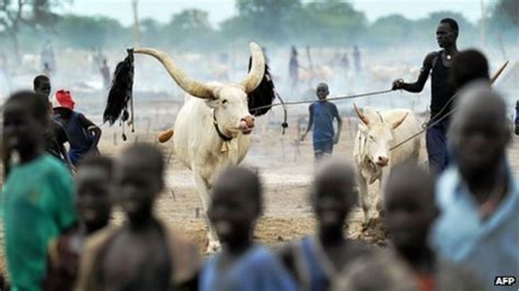 The Cultural Portrayals of Bovine Clashes in Literature and Art