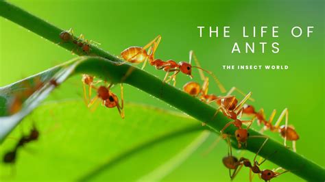 The Intricate Significance of Ants in Mythology and Folklore