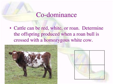 The Role of Honor and Dominance in Bovine Skirmishes