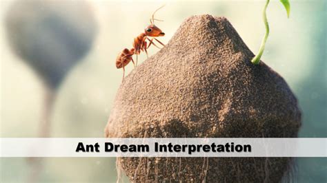 Tips for dealing with recurring ant dreams