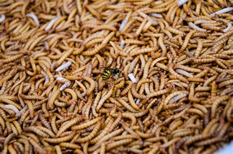 Understanding the Urge to Eradicate Maggots in Dreams