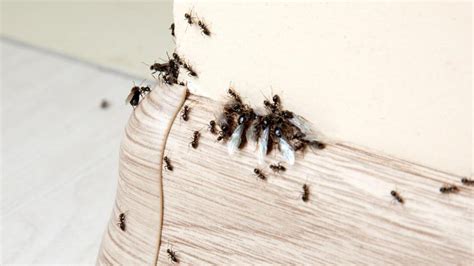 Unraveling the Significance of Ants Invading Your Living Space