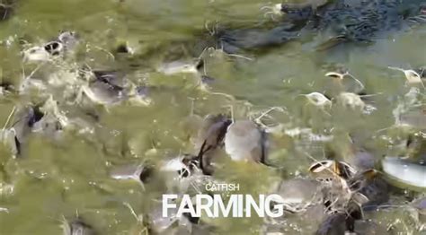 Unveiling the Secrets of Catfish Farming