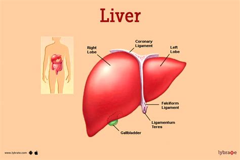 When to Seek Medical Help: The Link Between Dreaming of Liver Troubles and Actual Liver Health