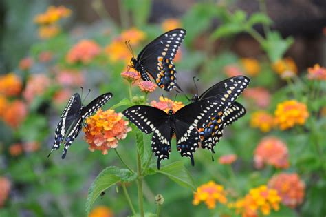  Adding Life and Beauty to Your Indoors with Butterfly-Friendly Plants 