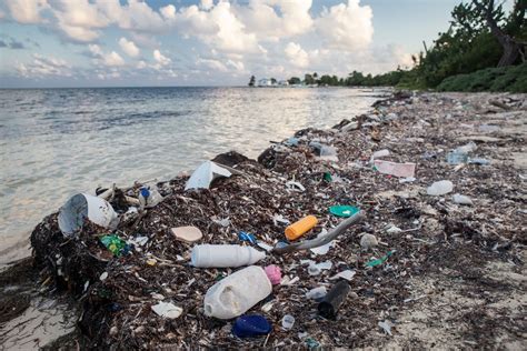  Addressing the Issue of Plastic Waste: Conservation Efforts for Marine Life and Ecosystems 