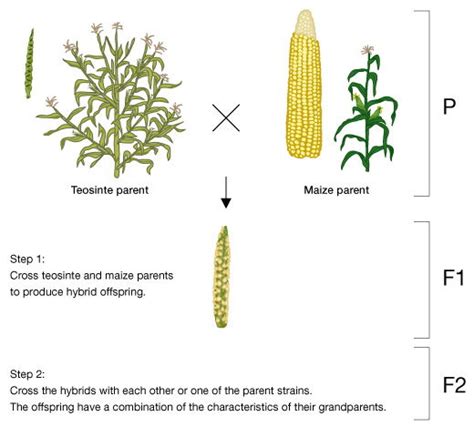  Analyzing the Relationship between Corn and Nurturing 