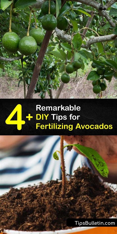  Caring for Your Avocado Tree: Pruning, Watering, and Fertilizing 