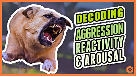  Decoding Aggressive Canine Behavior in Enigmatic Reveries 