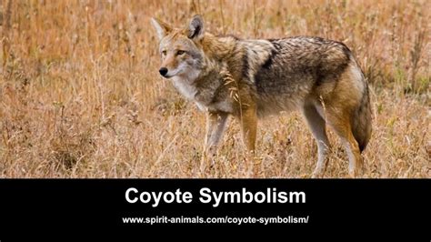  Decoding the Hidden Meanings Behind Coyote Chase Dreams 