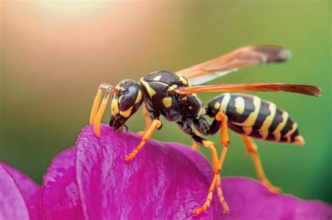  Decoding the Impact of Wasp Stings: Alarm Signals or Personal Metamorphosis?