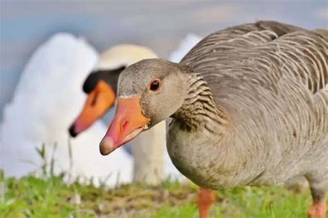  Discover the Joy of Having a Feathered Companion 