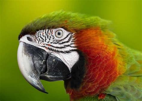  Effective Techniques for Encouraging Parrot Speech: Helpful Tips for Bird Owners 