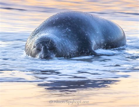  Embracing the Emotional Journey of a Hurt Marine Mammal 