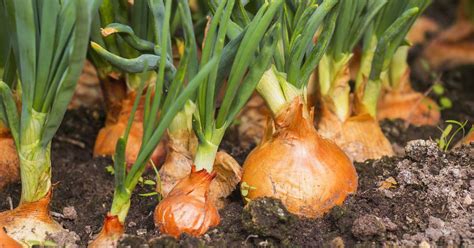  Essential Advice for Planting and Cultivating Onions 