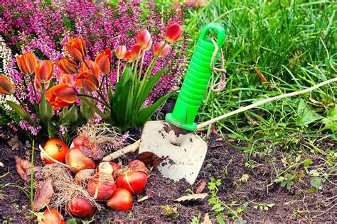  Essential Tips for Planting Tulip Bulbs in Striking Shades of Orange