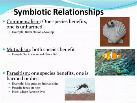  Examining the Relationship Between Fish and Fertility 