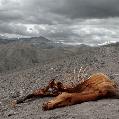  Exploring Cultural and Folklore Beliefs about Dead Horses in Dreams 