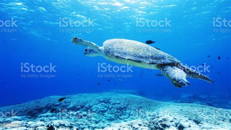  Exploring Techniques to Overcome Anxiety Associated with Dreams of Swimming in Waters Inhabited by Predatory Marine Creatures 