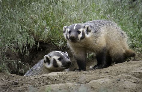  Exploring the Potential Impact of Real-Life Encounters with Badgers on Dream Experiences 