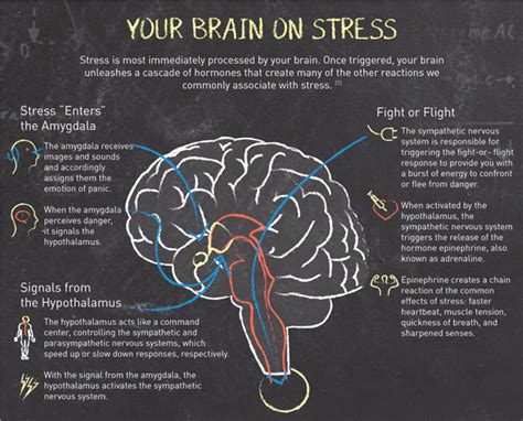  Exploring the Psychological Impact of Stress on Dream Content 