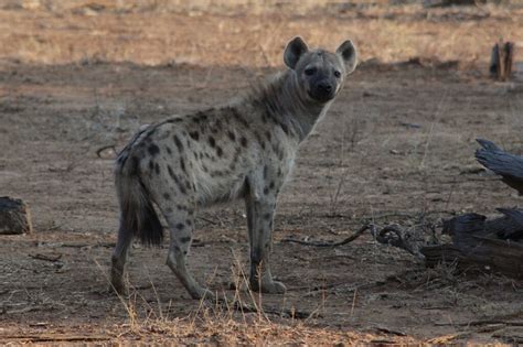  Exploring the Significance of Hyenas in Dreamscapes 