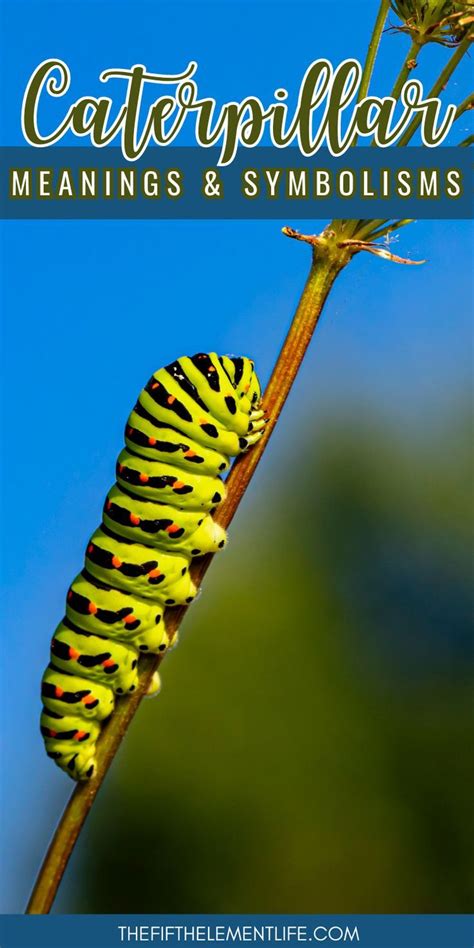  Exploring the Symbolic Significance of Caterpillars 