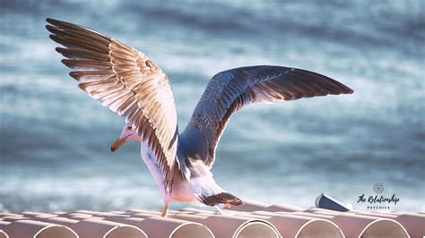  Exploring the Symbolism of Seagulls in Dreams 