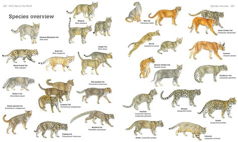  Figure and Features of the Wild Cat