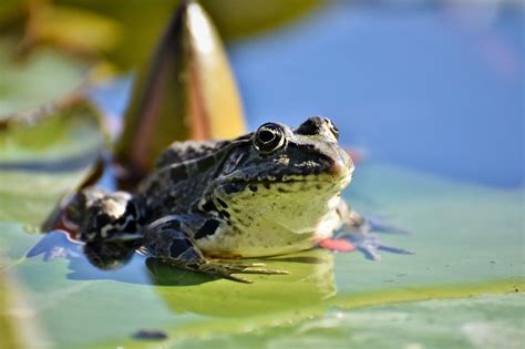  Frog Symbolism in Different Cultures and Belief Systems 