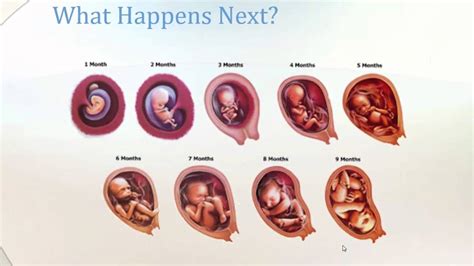  From Conception to Birth: Understanding the Stages of Pregnancy 