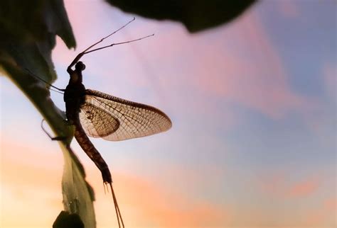  How our personal experiences influence the manifestation of swarms of bugs in our dreams