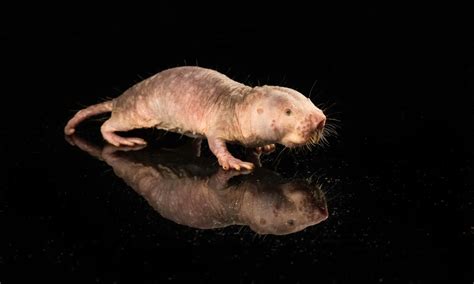  Implications for Human Medicine: Investigating Mole Rats for Health Breakthroughs 