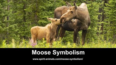  Insights and Reflections: Embracing the Wisdom and Guidance from Dreams featuring Moose Immersed in Aquatic Environments 