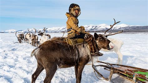  Marvel at the Immense Reindeer Herds of Siberia 