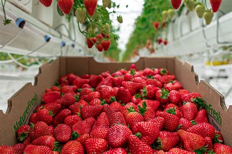  Maximizing the Harvest: Seasonal Protection Techniques for Prolonging Strawberry Production 