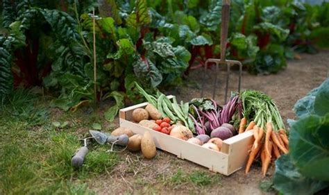  Must-Have Equipment for Successful Cultivation in the Vegetable Garden 