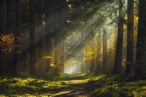  Mystical Forests and Their Astonishing Denizens 