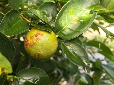  Overcoming Common Pests and Diseases in Citrus Trees 