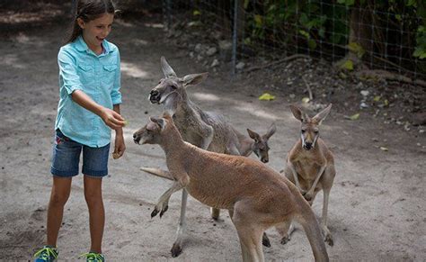  Planning Your Kangaroo Adventure 